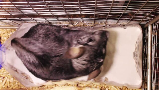 upper view of close-up of a grey chinchilla cleaning itself at the sand