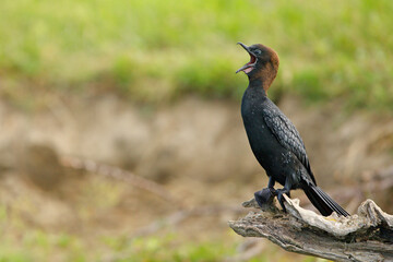 Fototapeta premium Kormoran mały (Microcarbo pygmaeus)