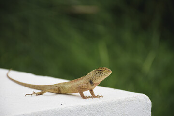 reptile iguana in the wild nature