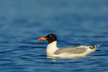 Mewa orlica (Ichthyaetus ichthyaetus)
