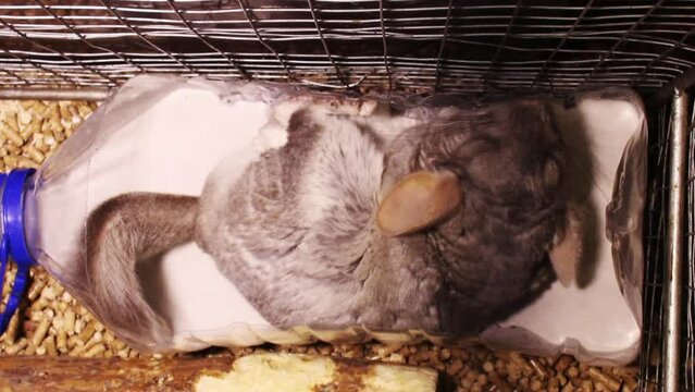 upper view of close-up of a grey chinchilla cleaning itself at the sand