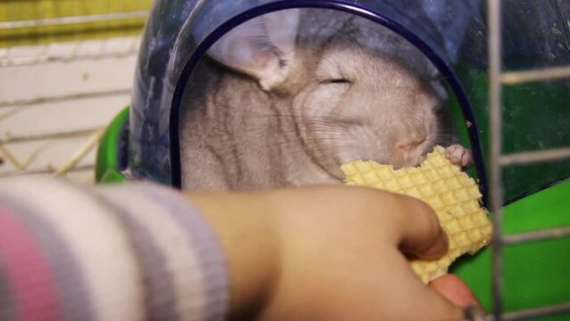 close-up of a grey chinchilla eat the waffle from the childs hands