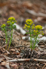 Zypressen-Wolfsmilch (Euphorbia cyparissias)	