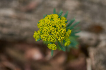 Zypressen-Wolfsmilch (Euphorbia cyparissias)	