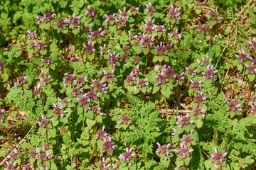 Purpurrote Taubnessel (Lamium purpureum) 