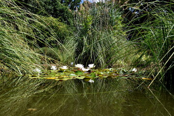 Seerosen im Botanischen Garten in Freiburg