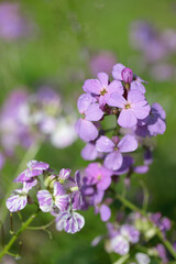Fototapeta premium Multi colored dame's rocket blossoms (Hesperis matronalis). Focus on the upper blossom.