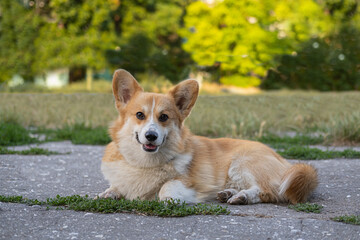 Portrait of funny corgi dog outdoors in the park - 521788003