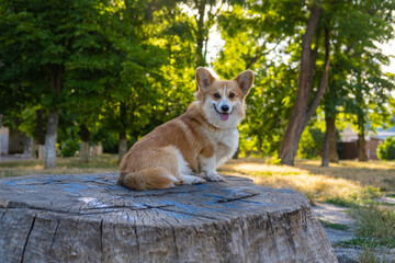 Portrait of funny corgi dog outdoors in the park - 521788005