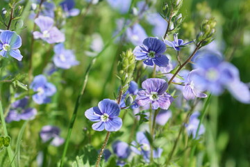 blue flower
