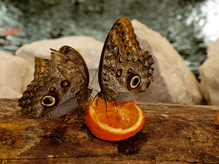 Beautiful owl butterflies eating oranges fuit