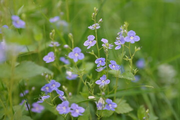 flowers in the field
