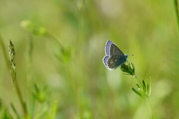 butterfly on a green grass