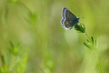 butterfly on a green grass