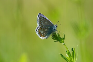 butterfly on a green grass