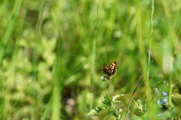 butterfly on the grass