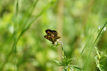 fly on a green grass