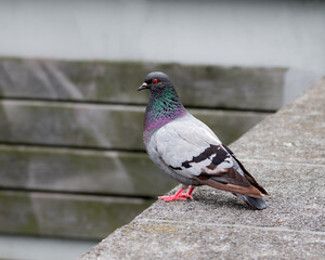 Close photo of Pigeon bird