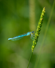 Close-up photo of damselfly selective focus