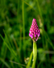 Vibrant photo of purple spring flower