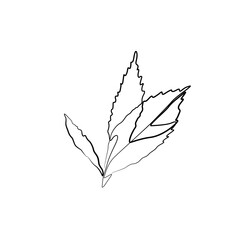 Plant leaf continuous line drawing, eco icon, tattoo, print for clothes, leaves logo design, silhouette single line on a white background, isolated vector illustration.