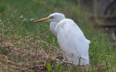 big egret bird in the city by the waterfront