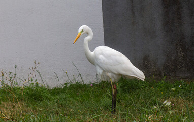 big egret bird in the city by the waterfront