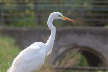 big egret bird in the city by the waterfront