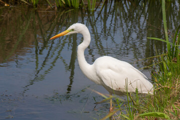 a large egret bird stands in the water full length portrait