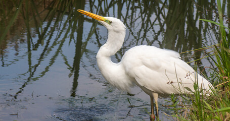 a large egret bird stands in the water full length portrait