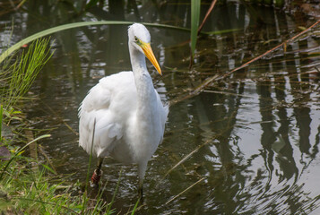 a large egret bird stands in the water full length portrait
