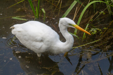 a large egret bird stands in the water full length portrait