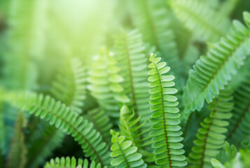 Beautyful ferns leaves green foliage natural floral fern background in sunlight. Bright green fern leaves as background. Selective focus - obrazy, fototapety, plakaty