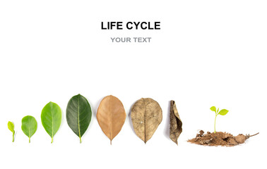 Different stages of life - A time to born and a time to die,  and a time to fade. Leaves of...