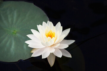 White water lily flower with yellow Stamens (Nymphae pygmaea) in bloom and close up surrounded by big green leaves floating on the water