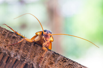 Cockroach on wooden, nature blurred background. Space for text input or advertising work for the cockroach concept that invades the house
