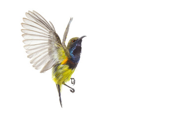 Beautiful flying Bird (Olive-backed Sunbird) isolate on White Background.