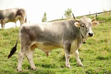 Stier