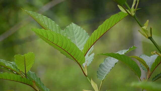 Kratom leaf (Mitragyna speciosa) Mitragynine. Drugs and Narcotics.Kratom is Thai herbal which encourage health.
