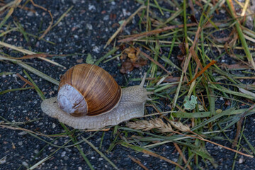 Burgundy snail (Helix pomatia)