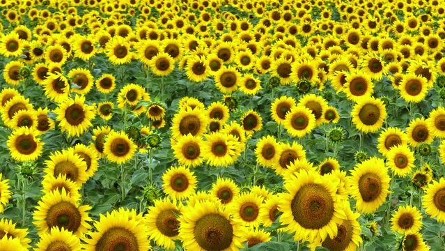 Field and cultivation of sunflowers in the surroundings of Cubillos de Losa, La Riba and Recuenco. Aerial view from a drone. Losa Valley. Las Merindades. Burgos. Castile and Leon. Spain. Europe
