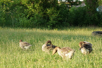 group of ducks