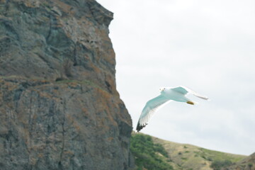 seagull in flight