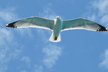 seagull in the sky