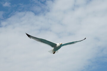 seagull in the sky