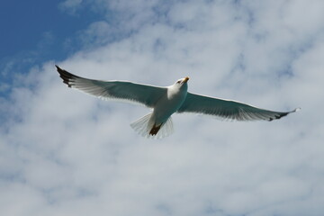 seagull in flight
