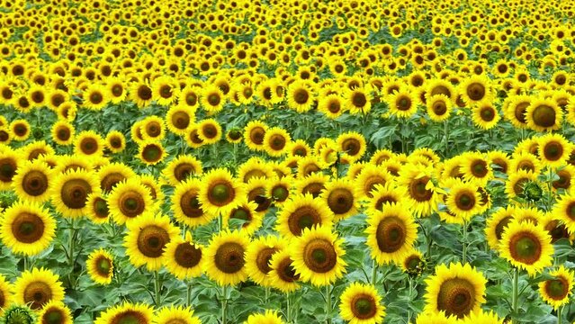 Field and cultivation of sunflowers in the surroundings of Cubillos de Losa, La Riba and Recuenco. Aerial view from a drone. Losa Valley. Las Merindades. Burgos. Castile and Leon. Spain. Europe