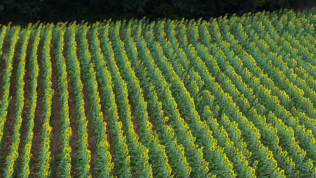 Field and cultivation of sunflowers in the surroundings of Cubillos de Losa, La Riba and Recuenco. Aerial view from a drone. Losa Valley. Las Merindades. Burgos. Castile and Leon. Spain. Europe