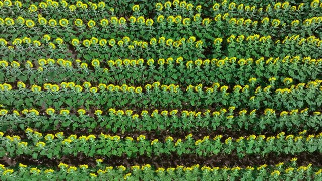 Field and cultivation of sunflowers in the surroundings of Cubillos de Losa, La Riba and Recuenco. Aerial view from a drone. Losa Valley. Las Merindades. Burgos. Castile and Leon. Spain. Europe