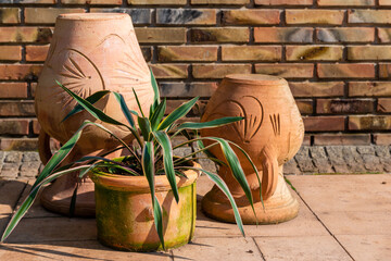 kompozycja ogrodowa © piotr